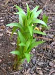 garten112