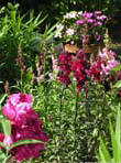 garten117
