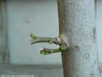 garten121