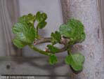 garten125