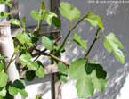 garten126