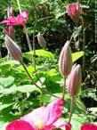 garten203