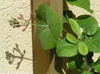 garten206
