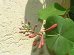 garten207