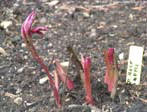 garten263