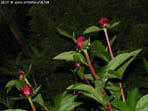garten265