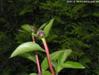 garten266