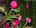 garten267
