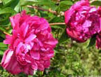 garten268
