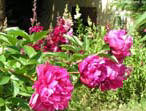 garten269