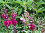 garten271