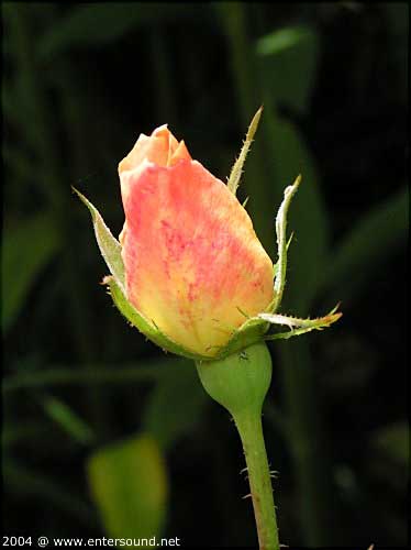 sommer27