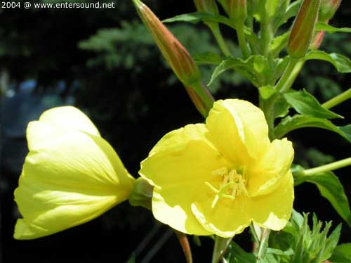 sommer30
