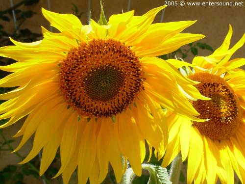 sommer32