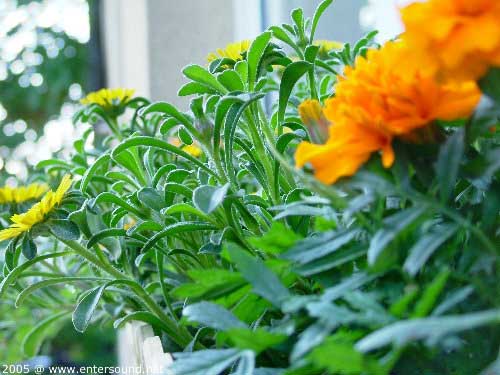 sommer33