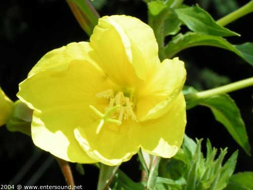 sommer34