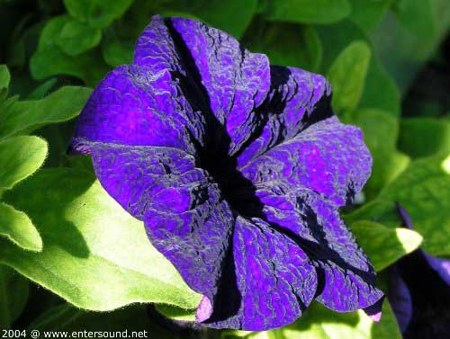 sommer39