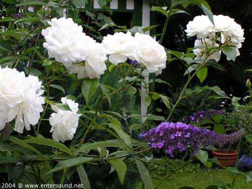 sommer54
