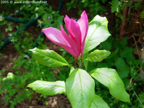 sommer56