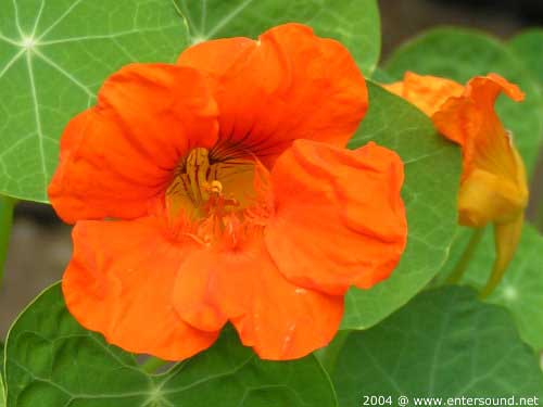 sommer58