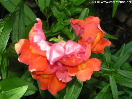 sommer59