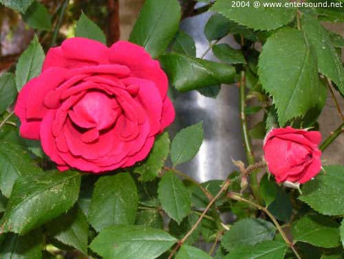 sommer61