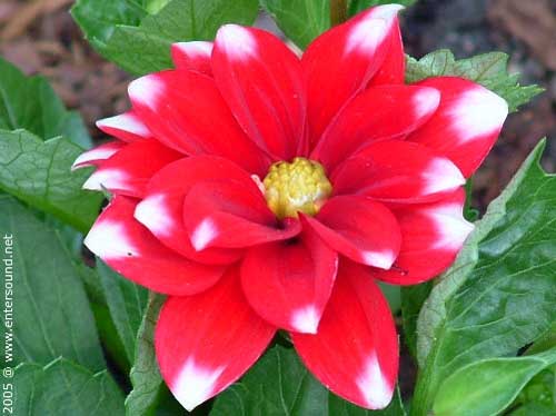 sommer62