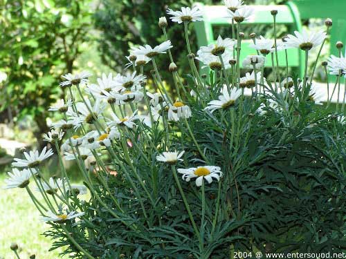 sommer66
