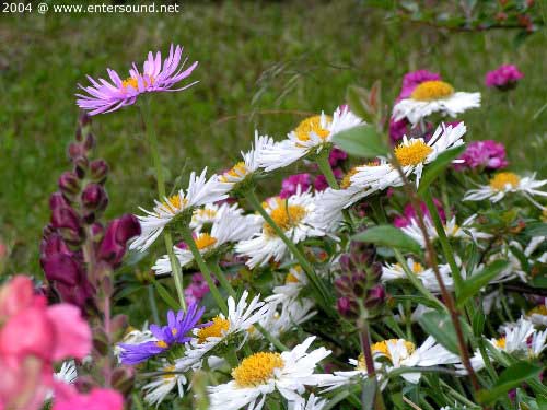 sommer67