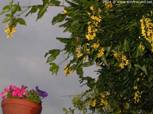 sommer68