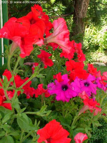 sommer70