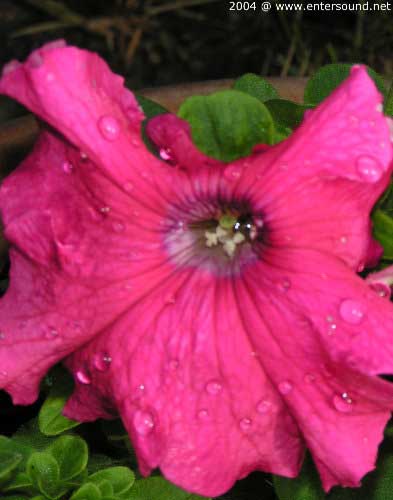 sommer71