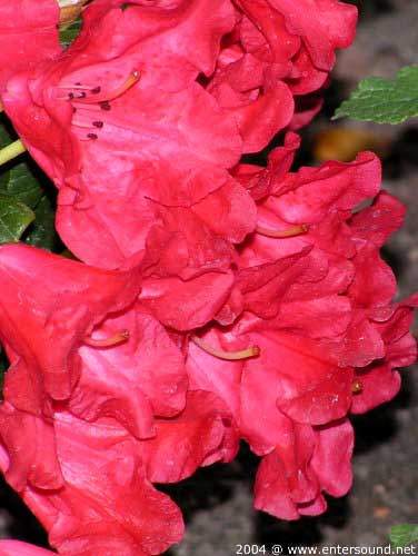 sommer72