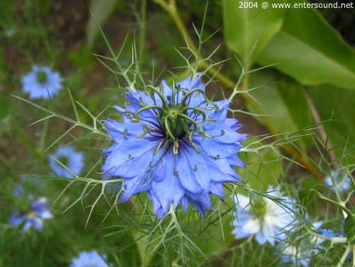 sommer73