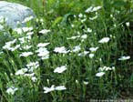 sommer65
