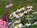 sommer67
