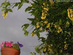 sommer68