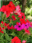 sommer70