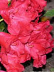 sommer72