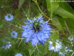 sommer73