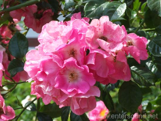10DSCF0599