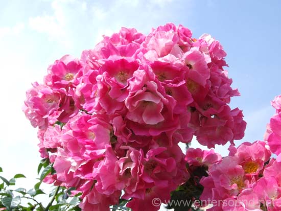 11DSCF0598