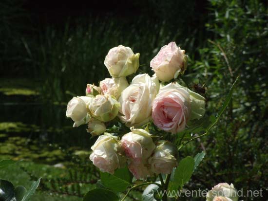 16DSCF0625