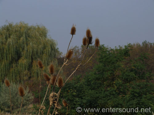 DSCF2778